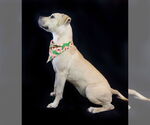 Small #3 Staffordshire Bull Terrier Mix