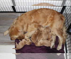 Mother of the Golden Retriever puppies born on 10/26/2022
