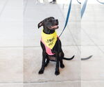 Small #1 Labrador Retriever Mix
