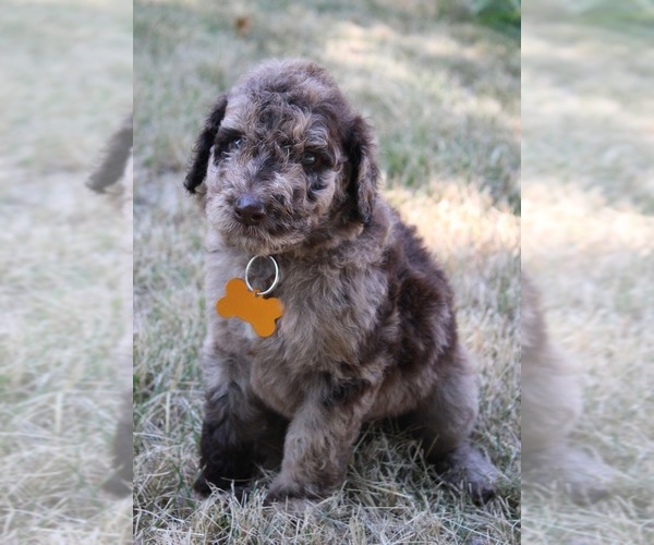 Medium Photo #40 Goldendoodle Puppy For Sale in HOWARD CITY, MI, USA