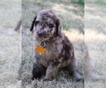 Puppy Heath Goldendoodle