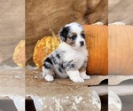 Small Photo #9 Australian Shepherd Puppy For Sale in WESLEY CHAPEL, FL, USA