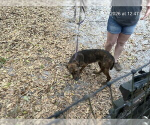 Mutt Dogs for adoption in Ocala, FL, USA