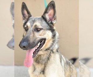 German Shepherd Dog-Unknown Mix Dogs for adoption in columbia, SC, USA