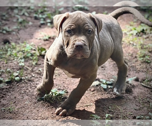 Medium Photo #9 American Bully Puppy For Sale in SNELLVILLE, GA, USA