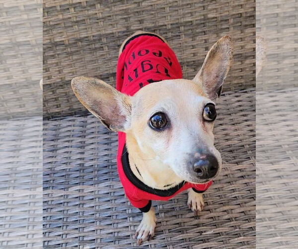 Medium Photo #7 Chihuahua Puppy For Sale in Rosenberg, TX, USA