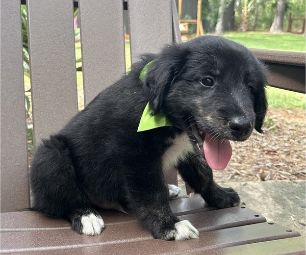 Medium Photo #28 Gollie Puppy For Sale in SANTA ROSA BEACH, FL, USA