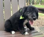 Small Photo #28 Gollie Puppy For Sale in SANTA ROSA BEACH, FL, USA