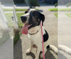 Beagle-Unknown Mix Dogs for adoption in New Orleans, LA, USA