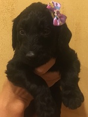 Labradoodle Puppy for sale in PADUCAH, KY, USA