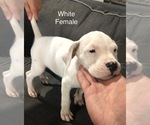 Small Photo #9 Dogo Argentino Puppy For Sale in BEAUMONT, CA, USA