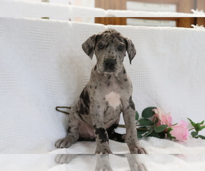 Great Dane Puppy for sale in SHILOH, OH, USA