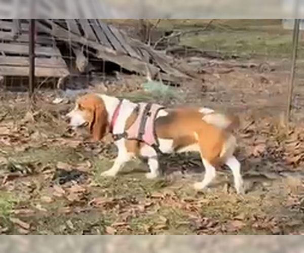 Medium Photo #5 Basset Hound Puppy For Sale in Deepwater, NJ, USA