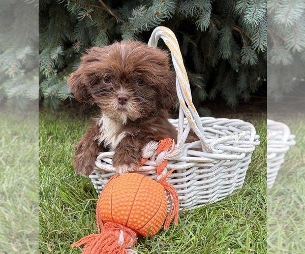 Medium Photo #4 Shih Tzu Puppy For Sale in MIDDLEBURY, IN, USA