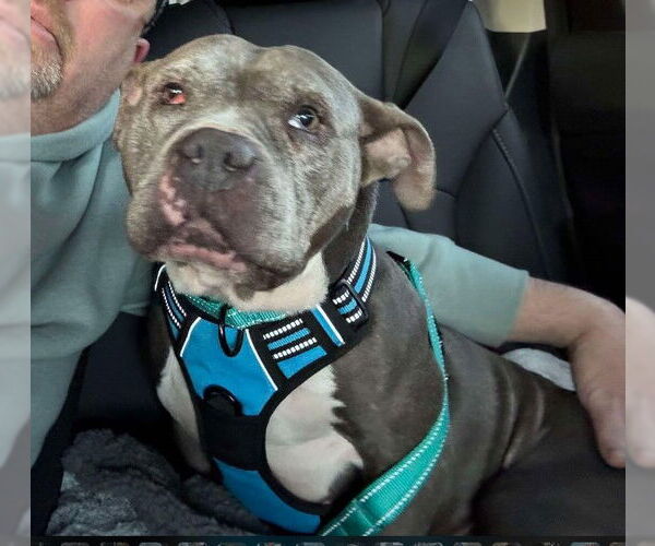 Medium Photo #8 Mutt Puppy For Sale in Sheboygan, WI, USA