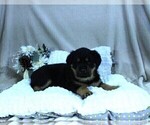 Small Photo #11 Rottweiler Puppy For Sale in HEMINGWAY, SC, USA