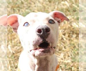 American Staffordshire Terrier-Unknown Mix Dogs for adoption in San Antonio, TX, USA