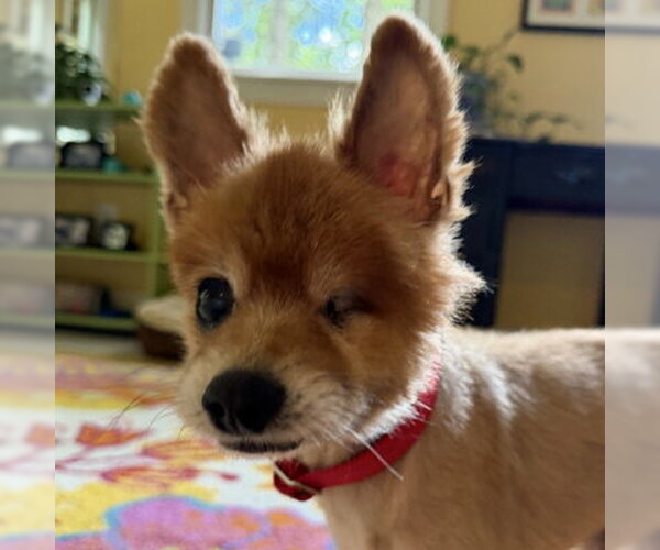 Medium Photo #7 Pomeranian Puppy For Sale in Arlington, VA, USA