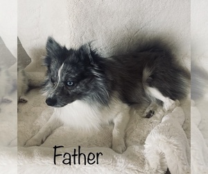 Father of the Pomeranian puppies born on 03/10/2023