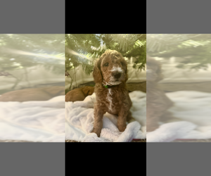 Poodle (Miniature) Puppy for sale in INDIANAPOLIS, IN, USA