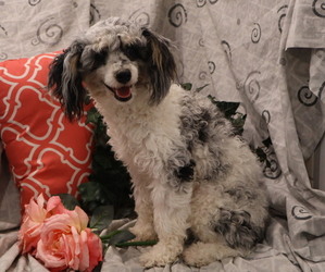 Mother of the Cavapoo puppies born on 05/08/2025