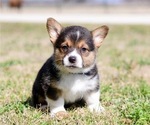 Puppy 6 Pembroke Welsh Corgi