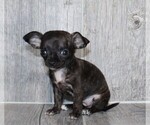 Small #25 Chihuahua