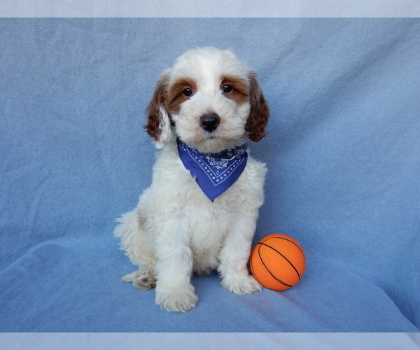Medium Photo #1 Goldendoodle (Miniature) Puppy For Sale in MILLERSBURG, OH, USA