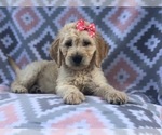 Small Photo #13 Goldendoodle Puppy For Sale in LAKELAND, FL, USA