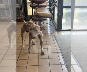 Mutt Dogs for adoption in Burbank, CA, USA
