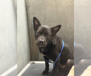 Chinese Shar-Pei-Unknown Mix Dogs for adoption in Conroe, TX, USA