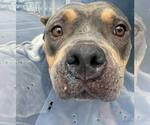Small #6 American Pit Bull Terrier Mix
