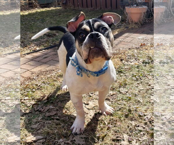 Medium Photo #5 Bulldog-Unknown Mix Puppy For Sale in St. Louis Park, MN, USA