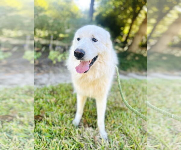 Medium Photo #8 Great Pyrenees Puppy For Sale in Spring, TX, USA