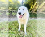 Small #7 Great Pyrenees