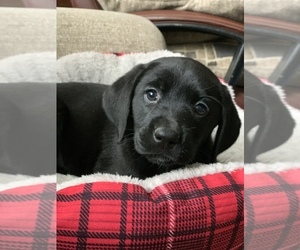 Labrador Retriever Puppy for sale in SPOTSYLVANIA, VA, USA