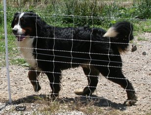 Father of the Bernese Mountain Dog puppies born on 06/20/2018