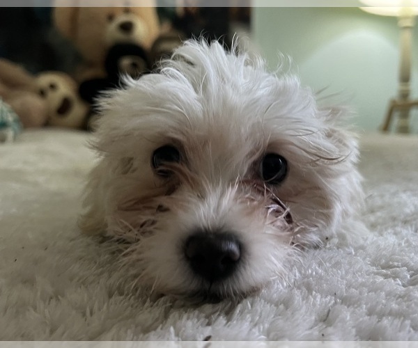 Medium Photo #2 Zuchon Puppy For Sale in RENO, NV, USA