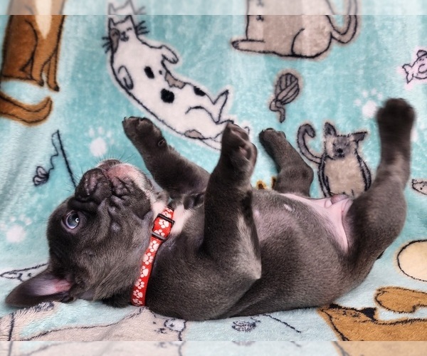 Medium Photo #3 French Bulldog Puppy For Sale in SALEM, OR, USA
