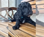 Small Photo #10 Poodle (Standard) Puppy For Sale in BAKERSFIELD, CA, USA
