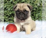 Small Photo #7 Pug Puppy For Sale in GREENCASTLE, PA, USA