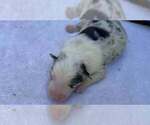 Small Photo #58 Border Collie Puppy For Sale in MOSIER, OR, USA