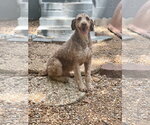 Small #1 Mutt