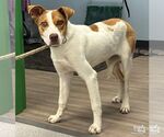 Small Jack Russell Terrier Mix