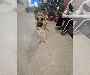 German Shepherd Dog Dogs for adoption in Louisville, KY, USA