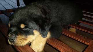 Rottweiler Puppy for sale in SPRING LAKE, NC, USA
