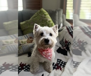 Mother of the West Highland White Terrier puppies born on 04/16/2025