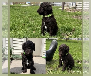Poodle (Standard) Puppy for sale in GREEN BAY, WI, USA