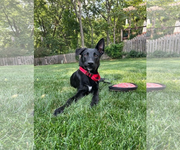 Medium Photo #1 Australian Kelpie-German Shepherd Dog Mix Puppy For Sale in Kansas City, MO, USA