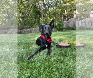 Australian Kelpie-German Shepherd Dog Mix Dogs for adoption in Kansas City, MO, USA